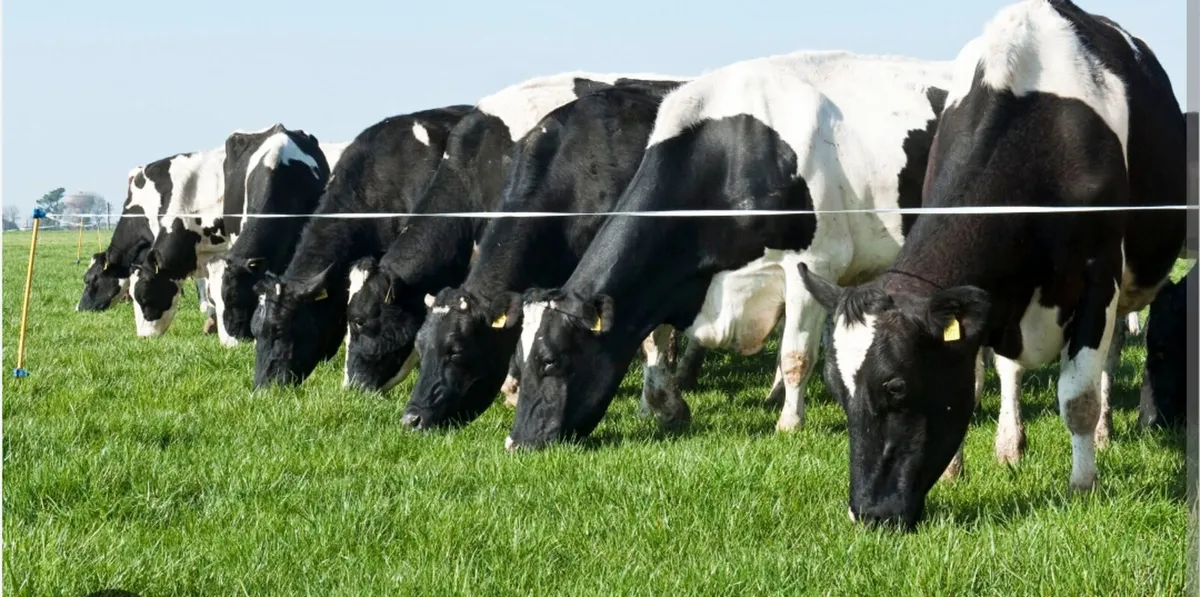 Empty cows