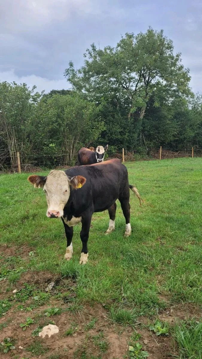Hereford heifers - Image 1