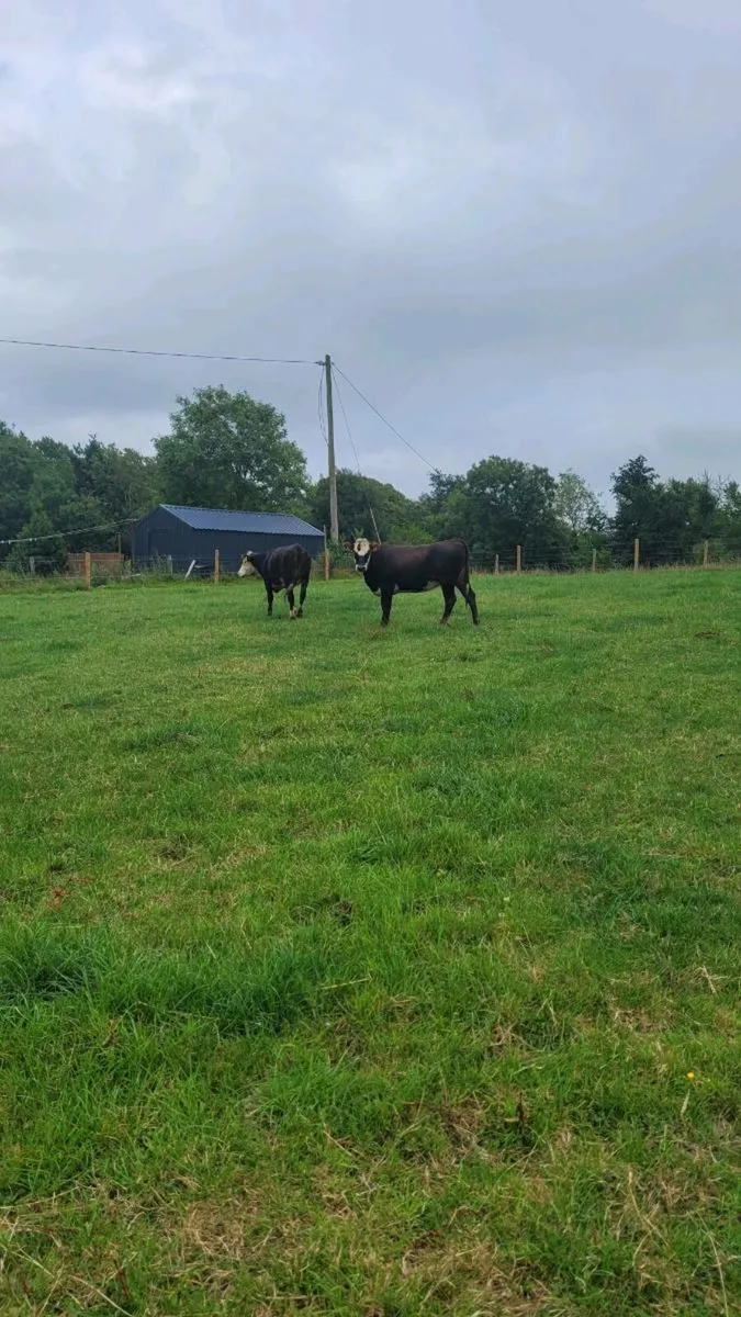 Hereford heifers - Image 2