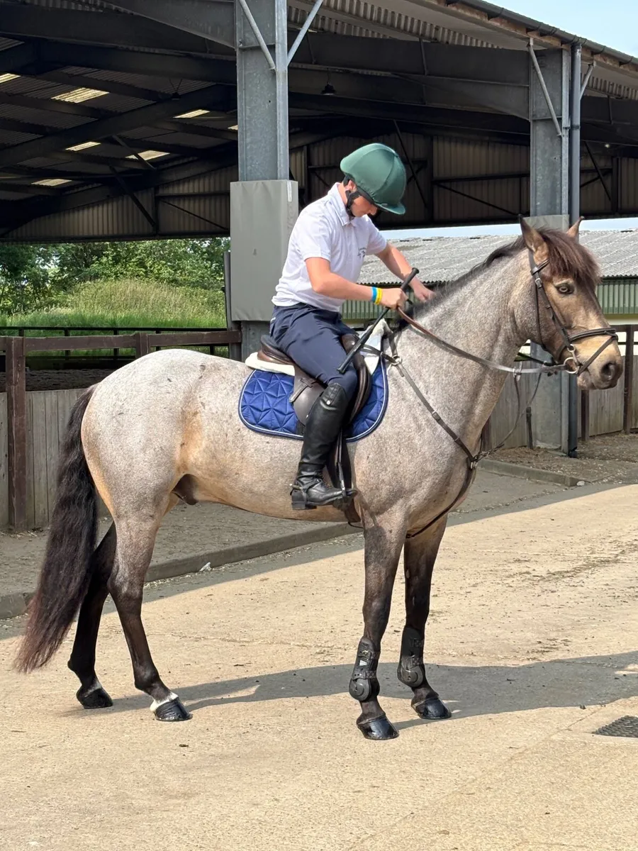 Horse - Image 1