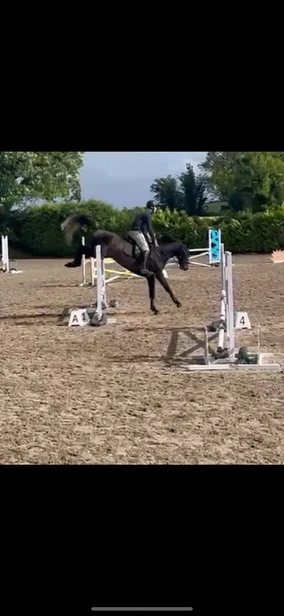 4yr old gelding half brother to 1:40 jumper - Image 3