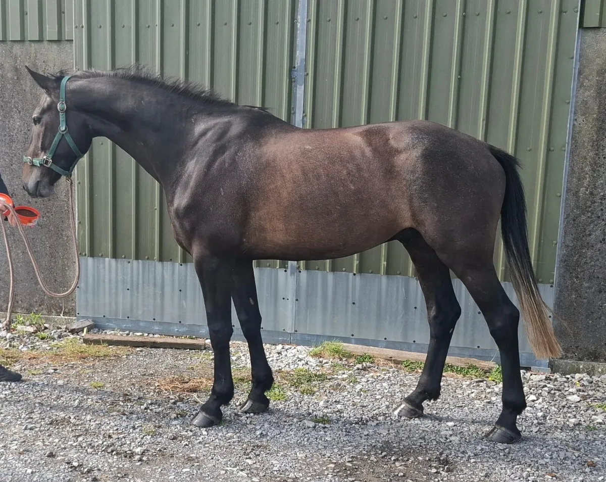4yr old gelding half brother to 1:40 jumper - Image 1