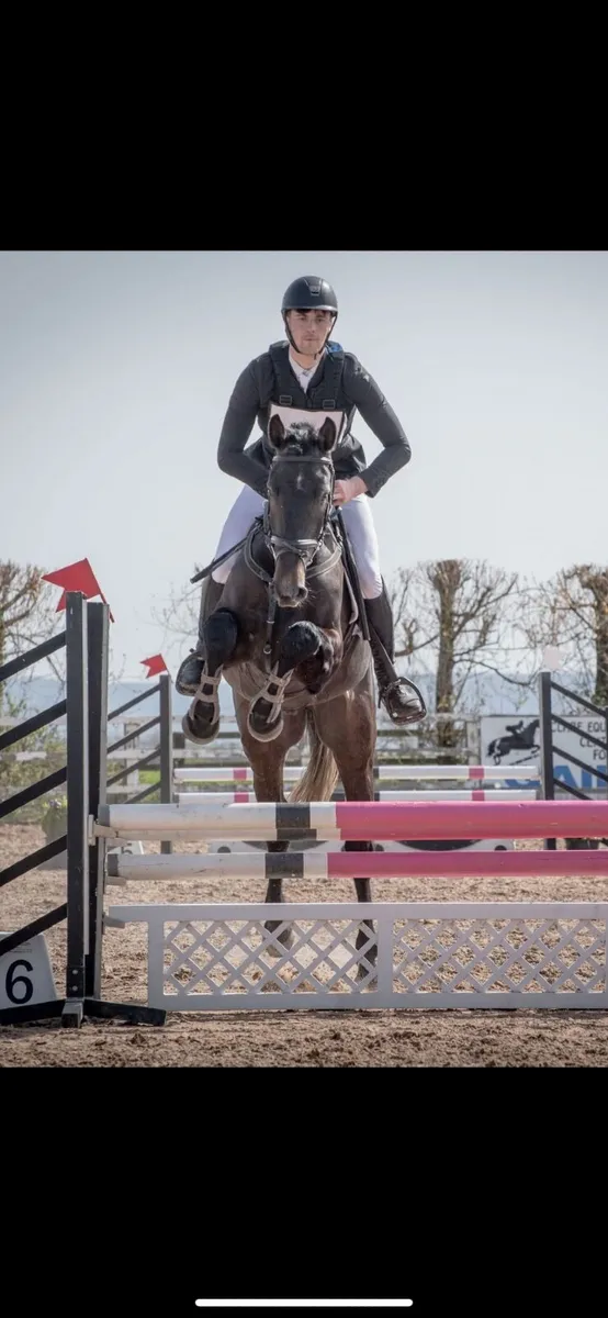 4yr old gelding half brother to 1:40 jumper - Image 2