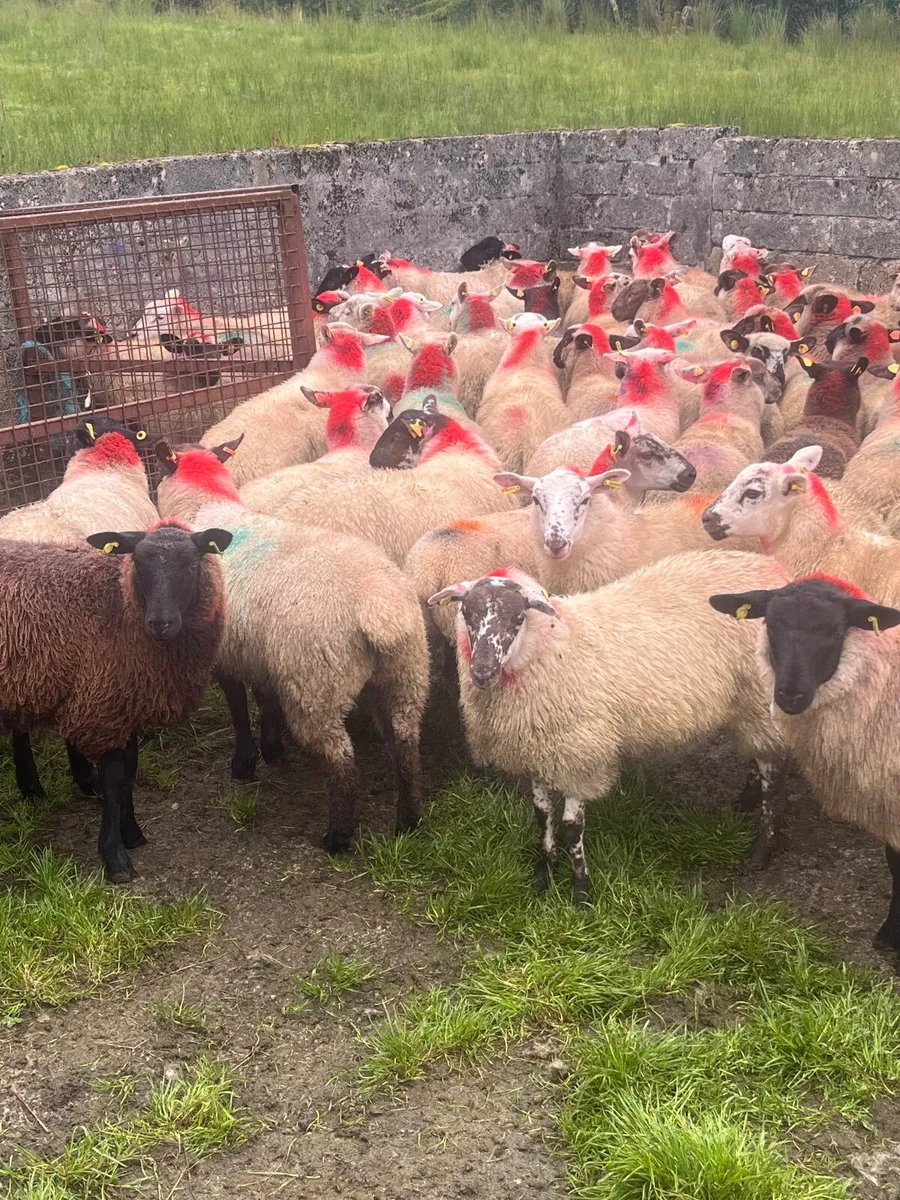 Store lambs - Image 1