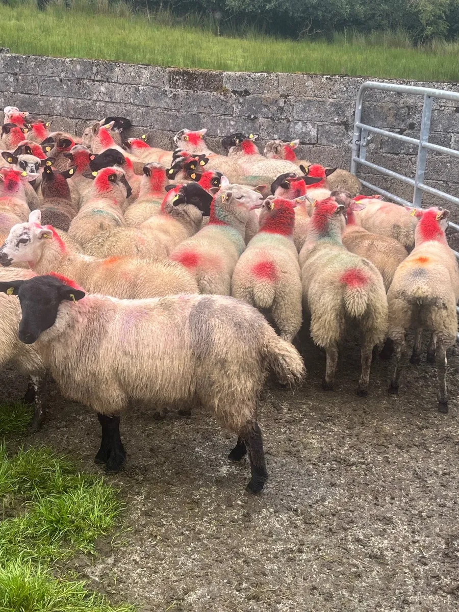 Store lambs - Image 2