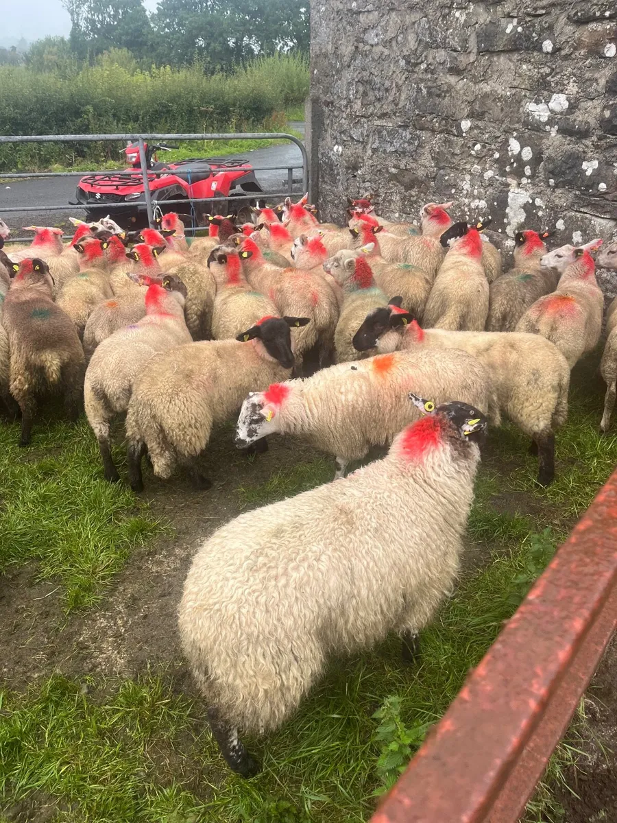 Store lambs - Image 3