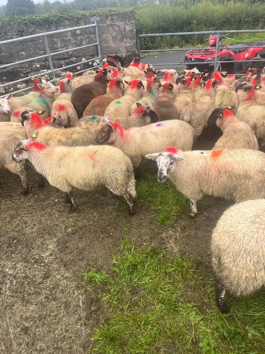 Store lambs - Image 4