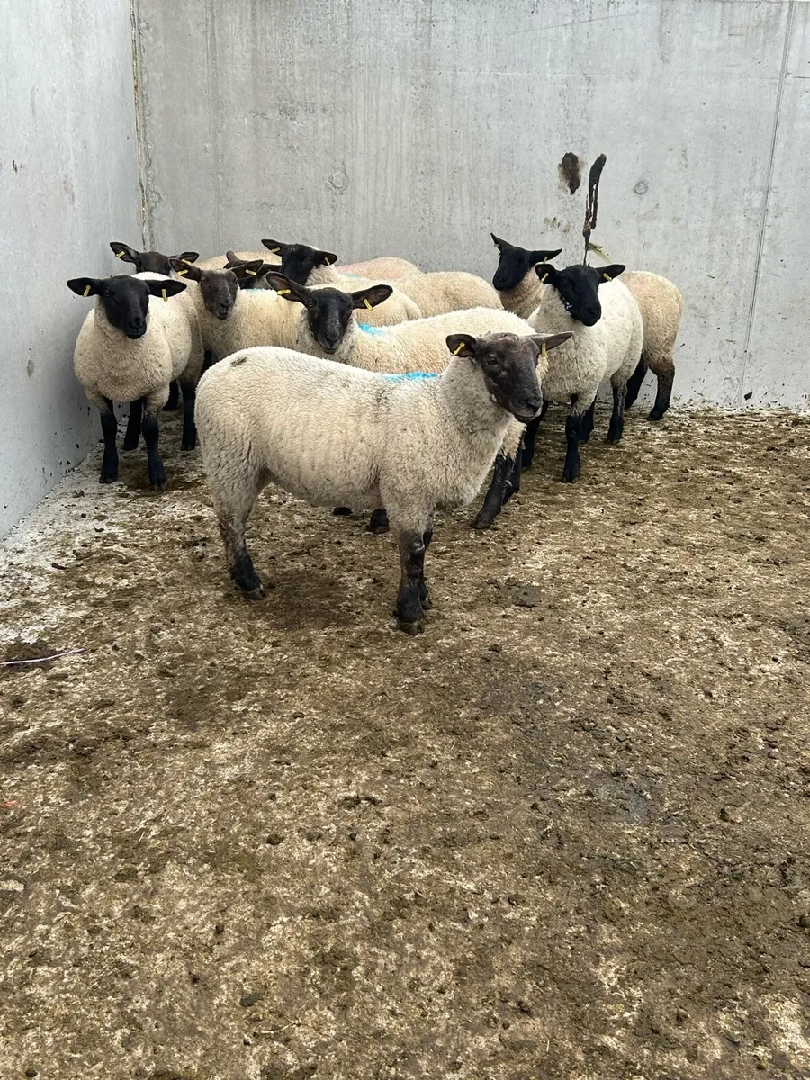 Suffolk Ewe Lambs - Image 1