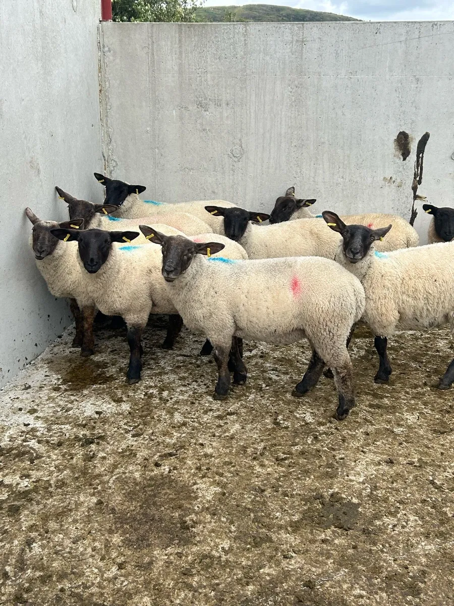 Suffolk Ewe Lambs - Image 2