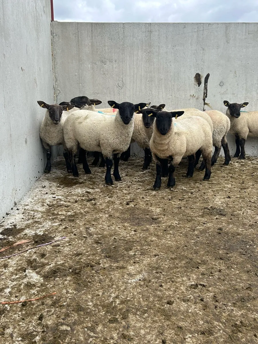 Suffolk Ewe Lambs - Image 3