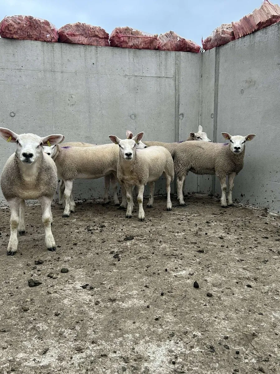 Suffolk Ewe Lambs - Image 4