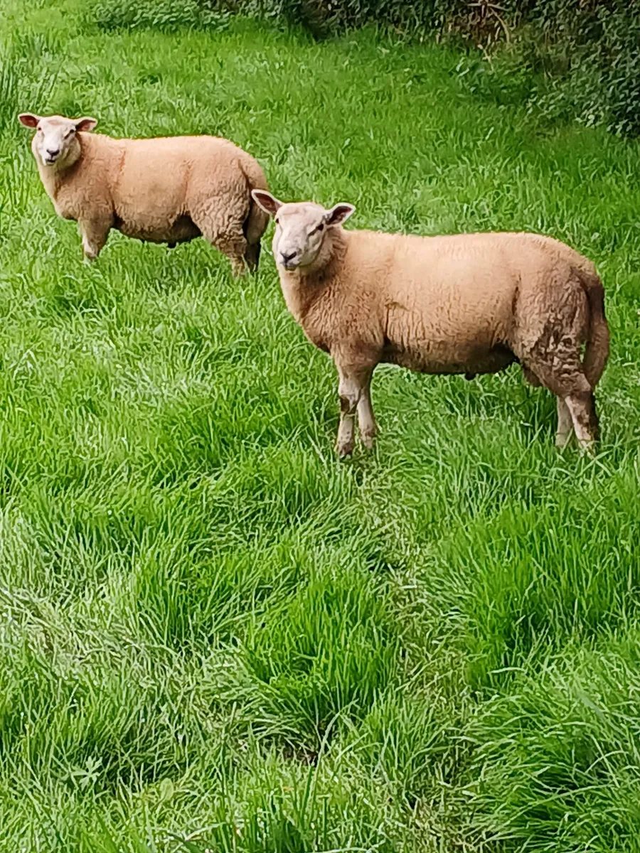 Organic lambs - Image 1