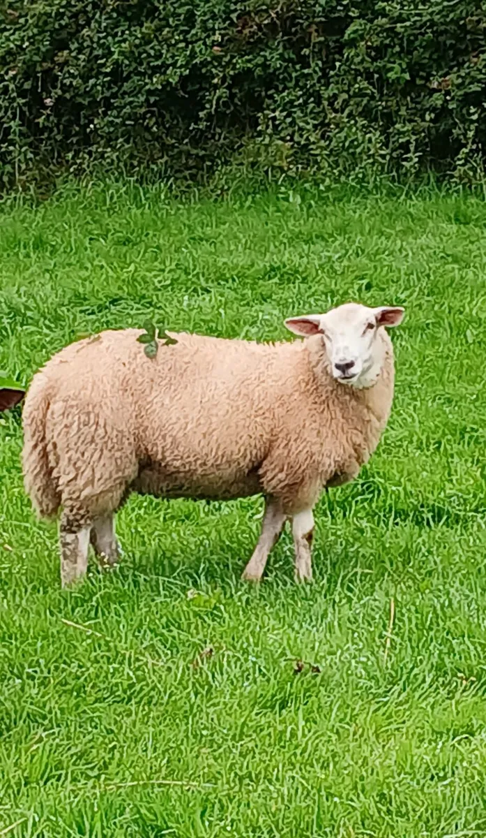 Organic lambs - Image 2