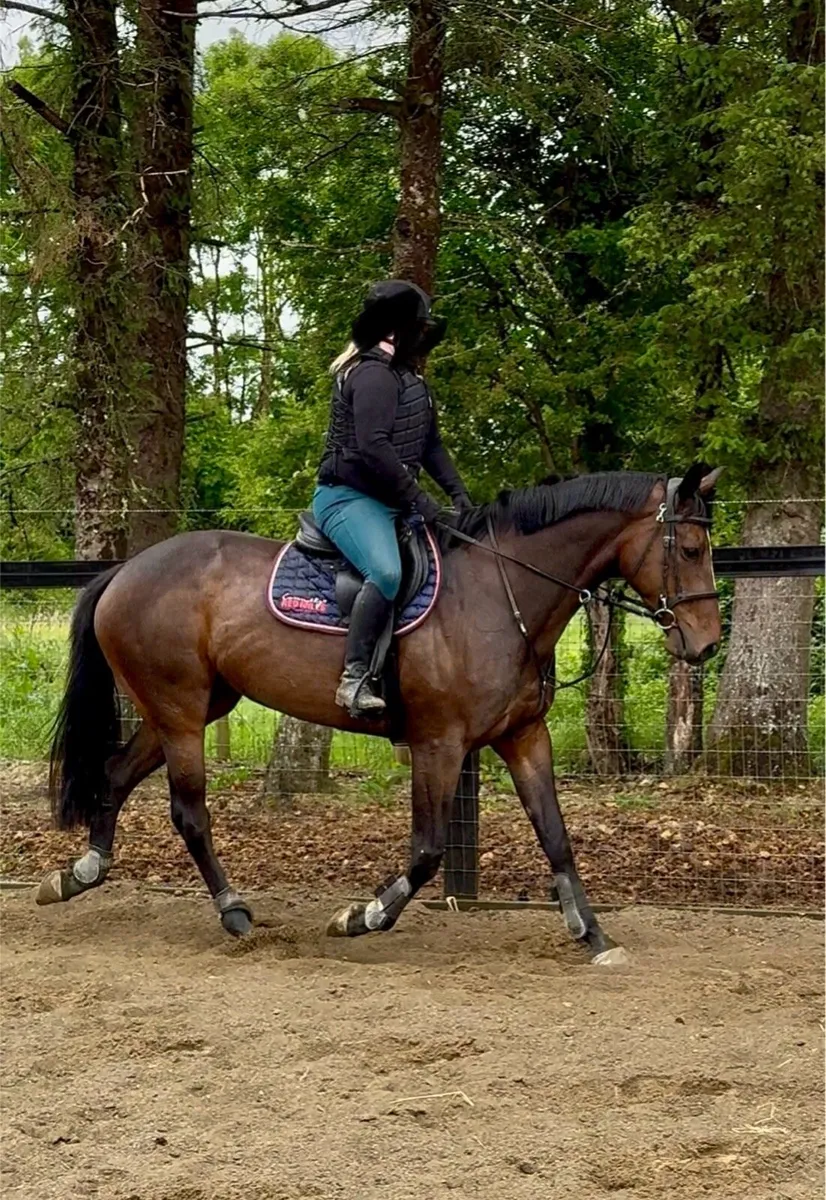 TIH Project/Broodmare - Image 1