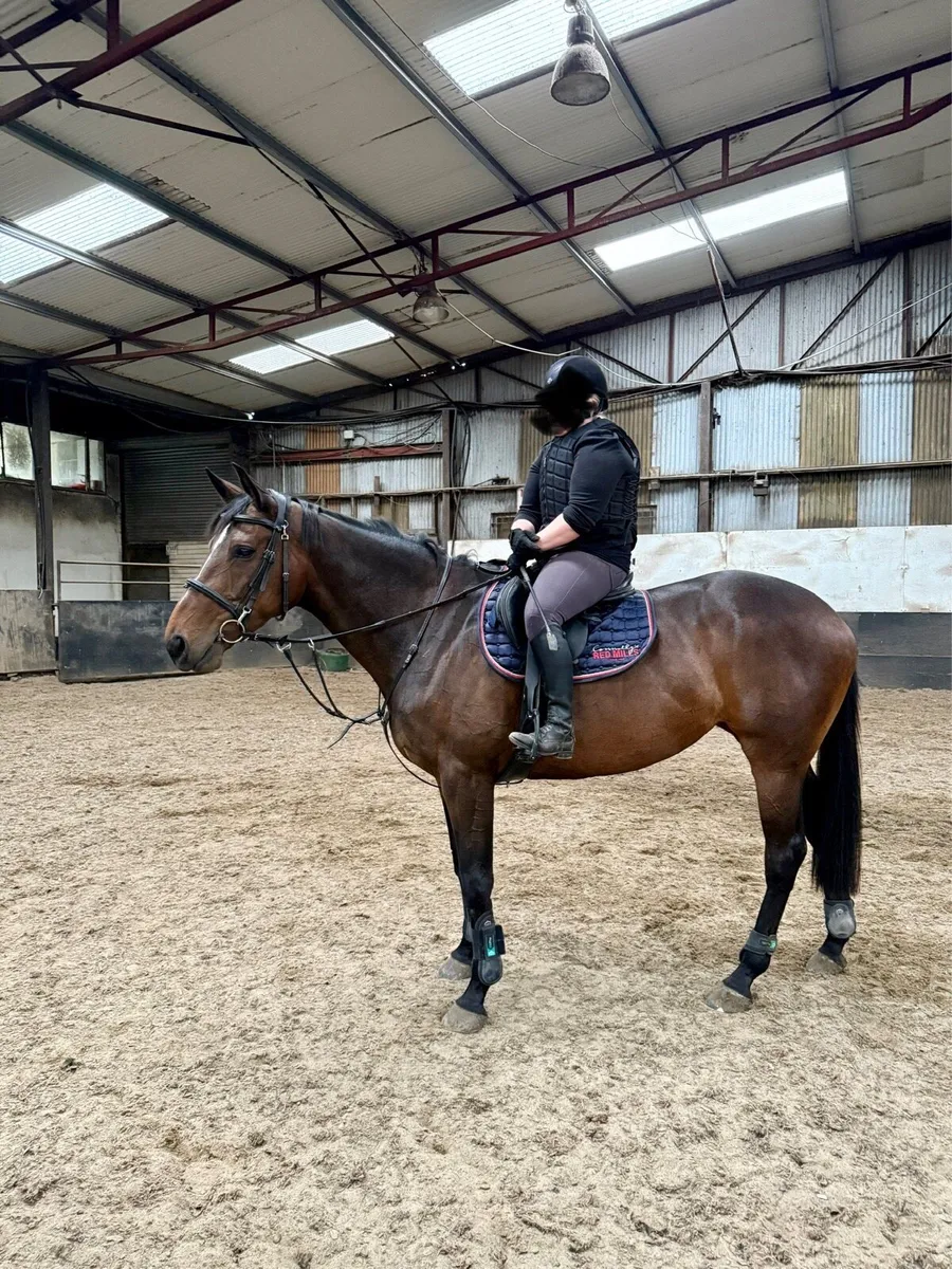 TIH Project/Broodmare - Image 2