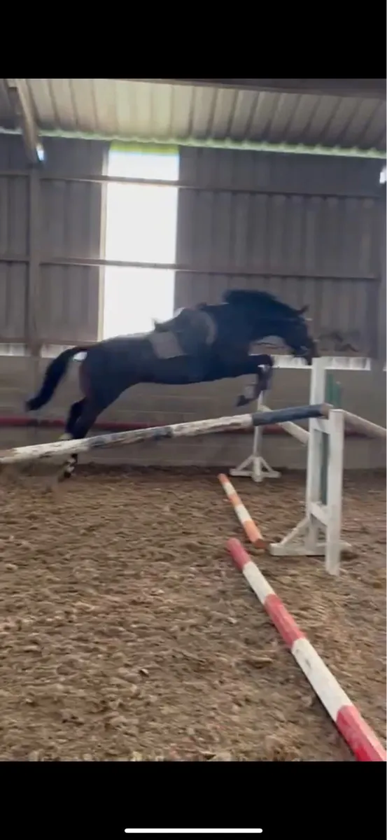 TIH Project/Broodmare - Image 3