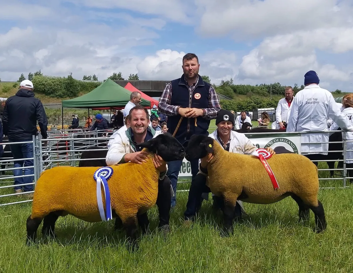 Pedigree Suffolk Rams - Image 4