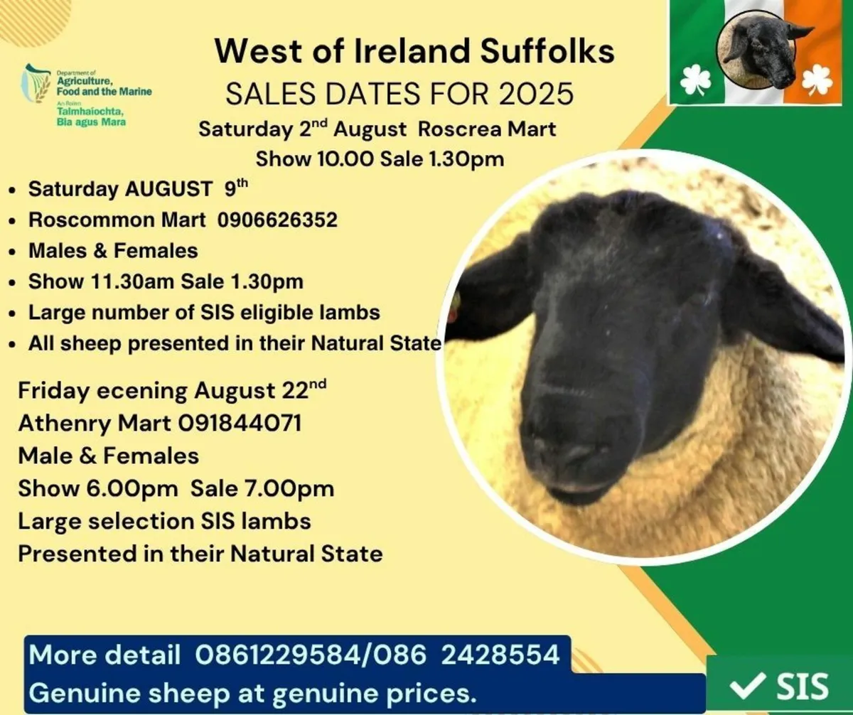 Suffolk Sheep Male & Female's - Image 1