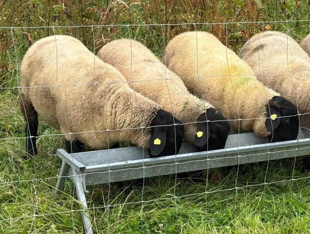 Suffolk Sheep Male & Female's - Image 4