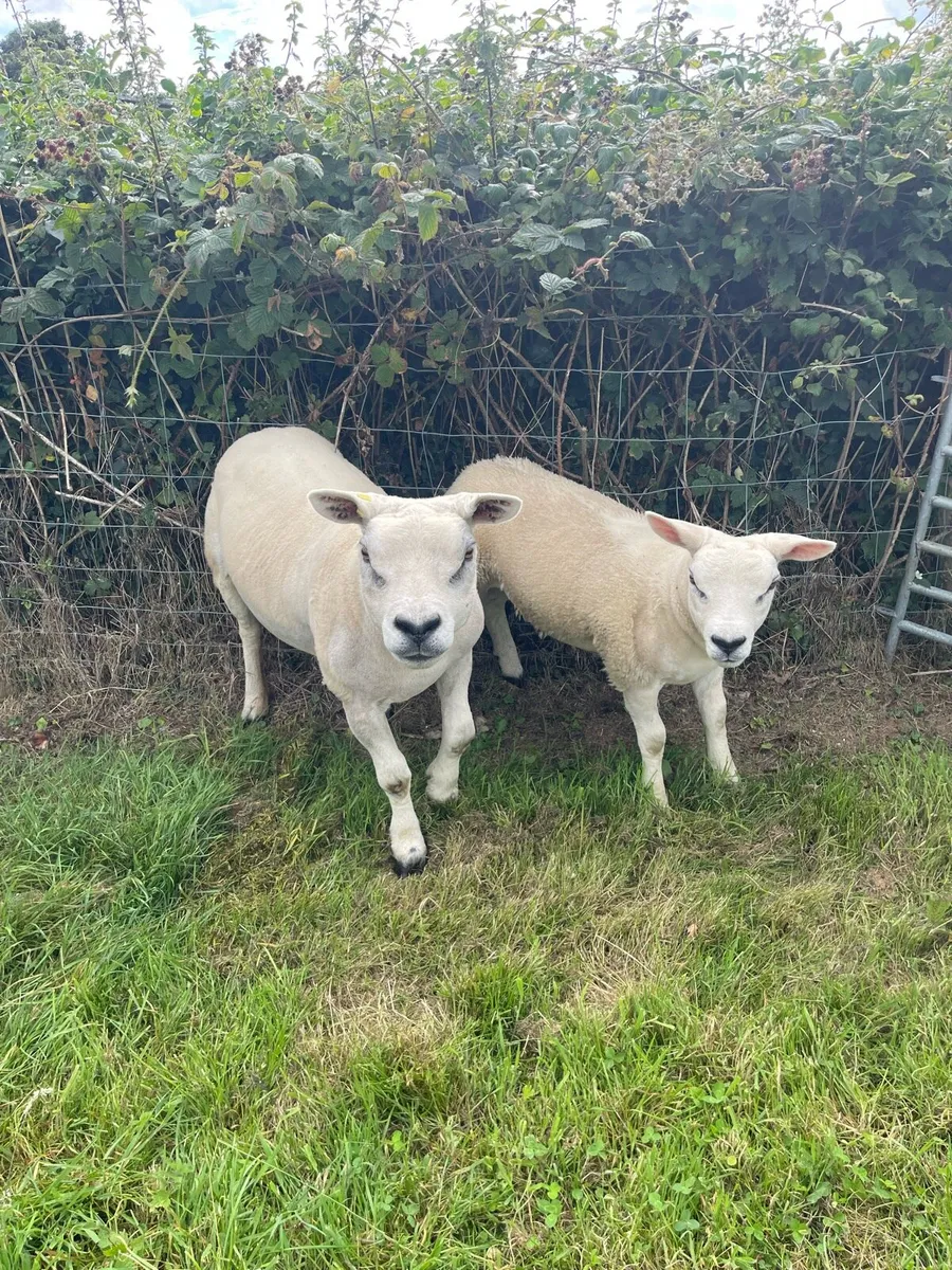 Pedigree Texel ewes with lambs at foot - Image 2