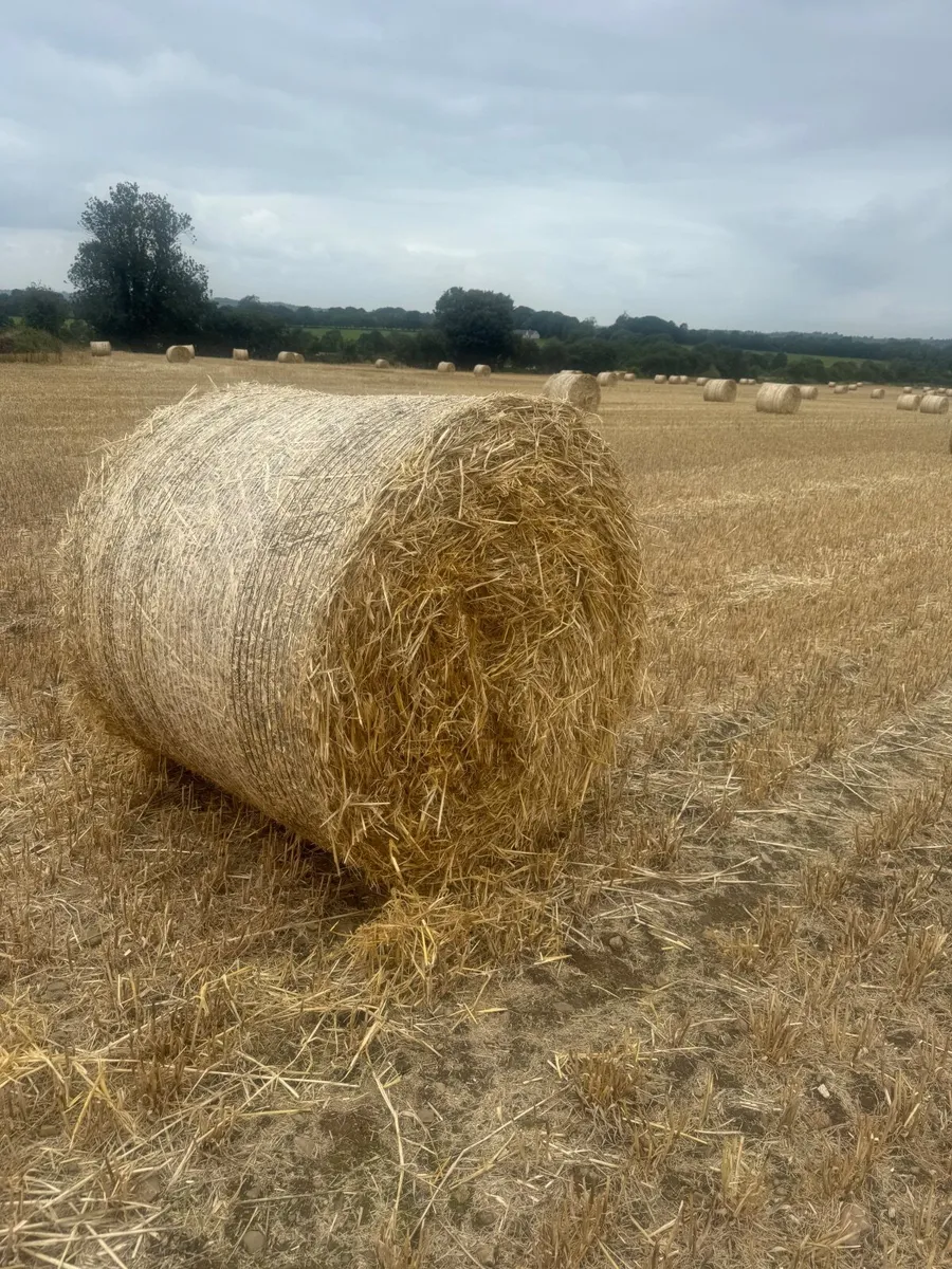 Straw - Image 3