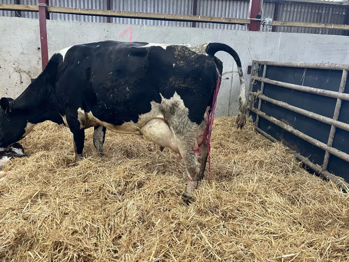 Fresh calved young cow for sale - Image 1
