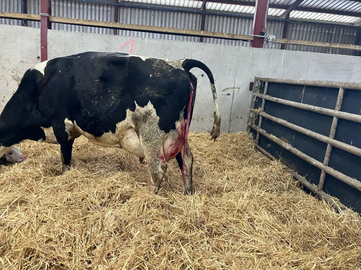 Fresh calved young cow for sale - Image 2