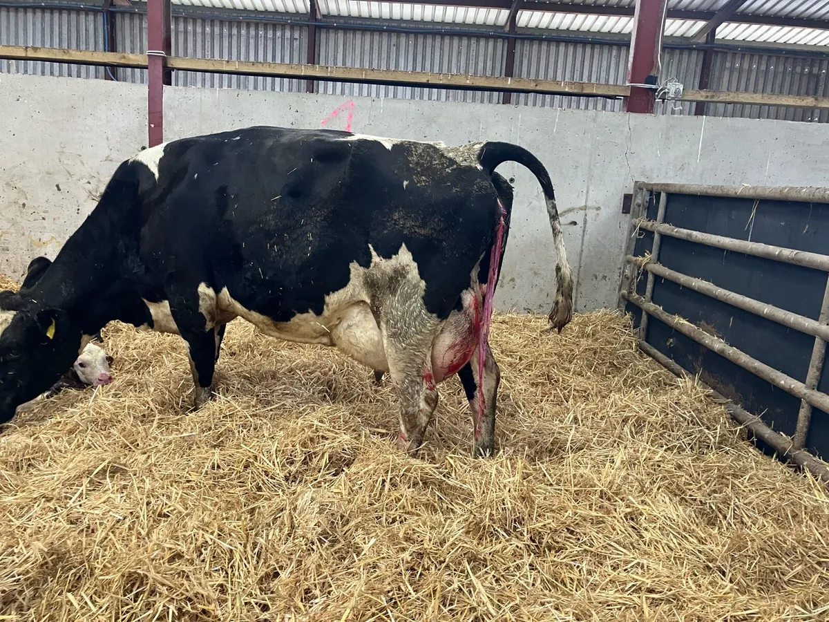 Fresh calved young cow for sale - Image 3