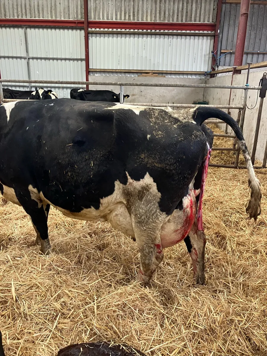 Fresh calved young cow for sale - Image 4