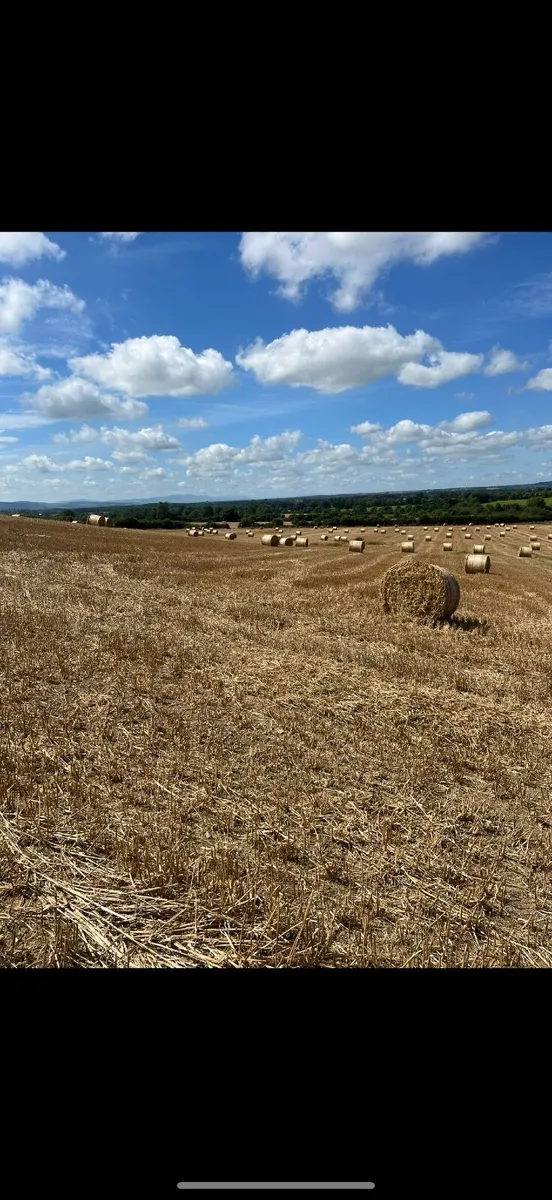 Straw - Image 2