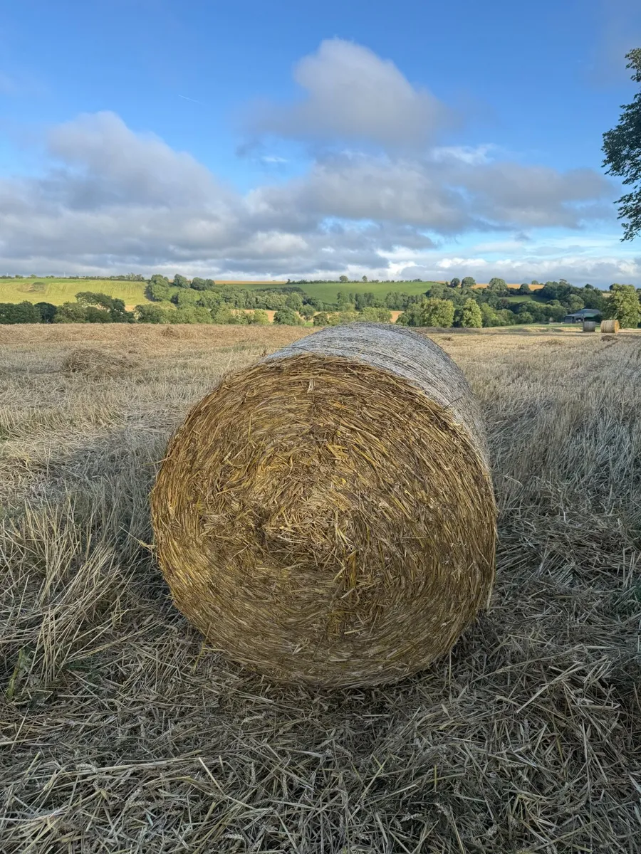 Straw - Image 1