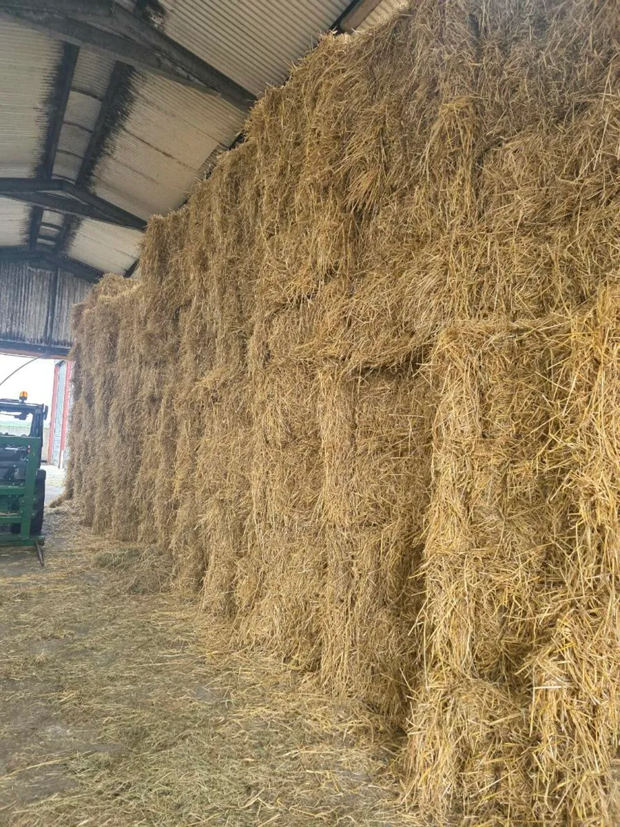 Golden Barley Straw **Square+Rounds** - Image 2
