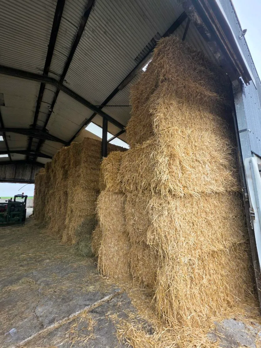 Golden Barley Straw **Square+Rounds** - Image 3