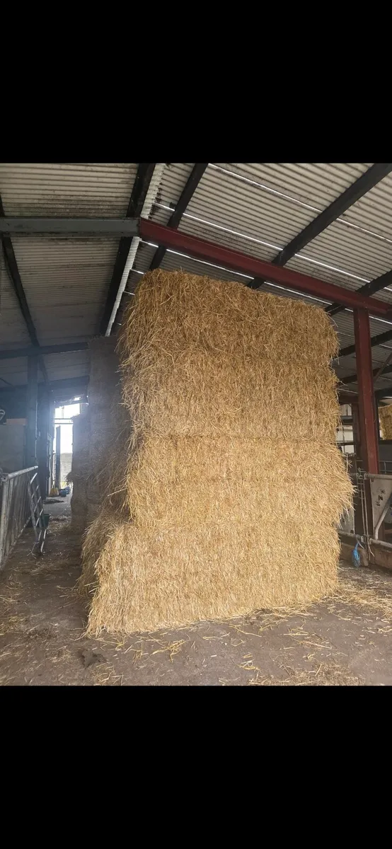 Golden Barley Straw **Square+Rounds** - Image 4