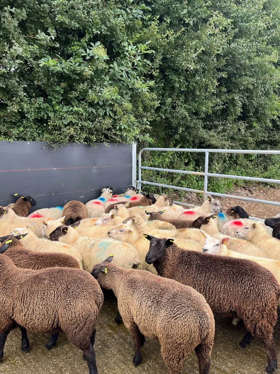 40 super ewe lambs - Image 1