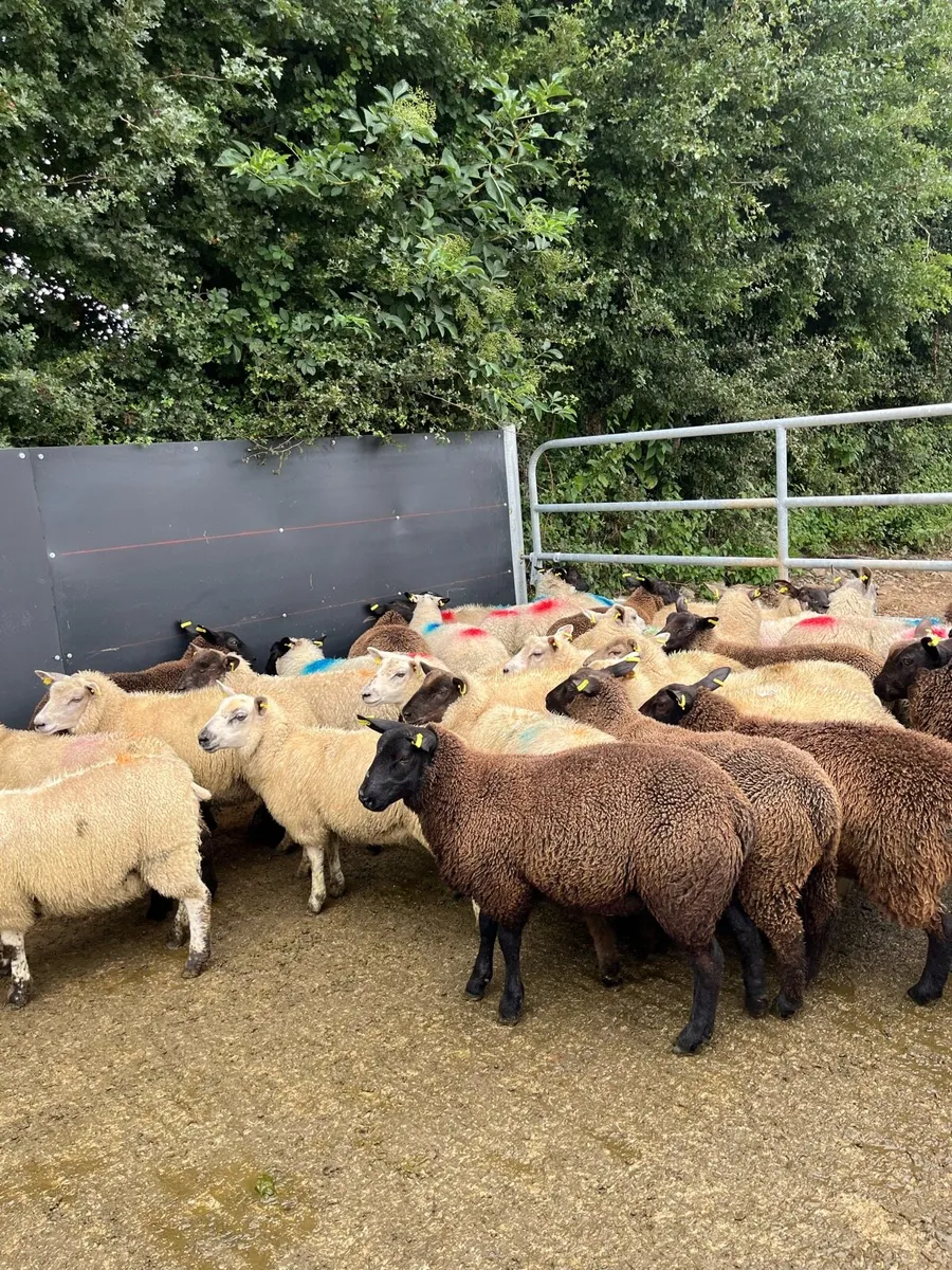 40 super ewe lambs - Image 2