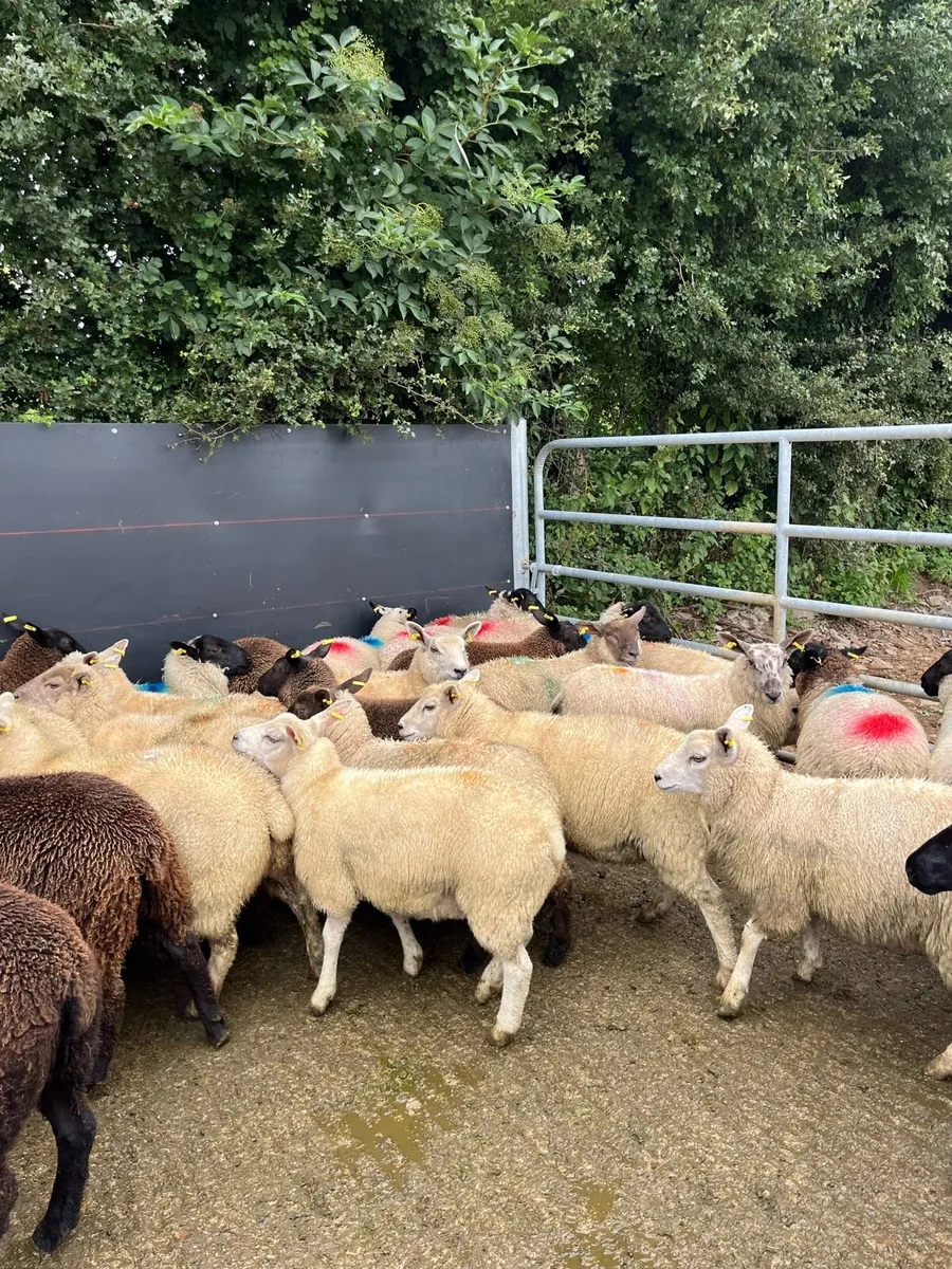 40 super ewe lambs - Image 3