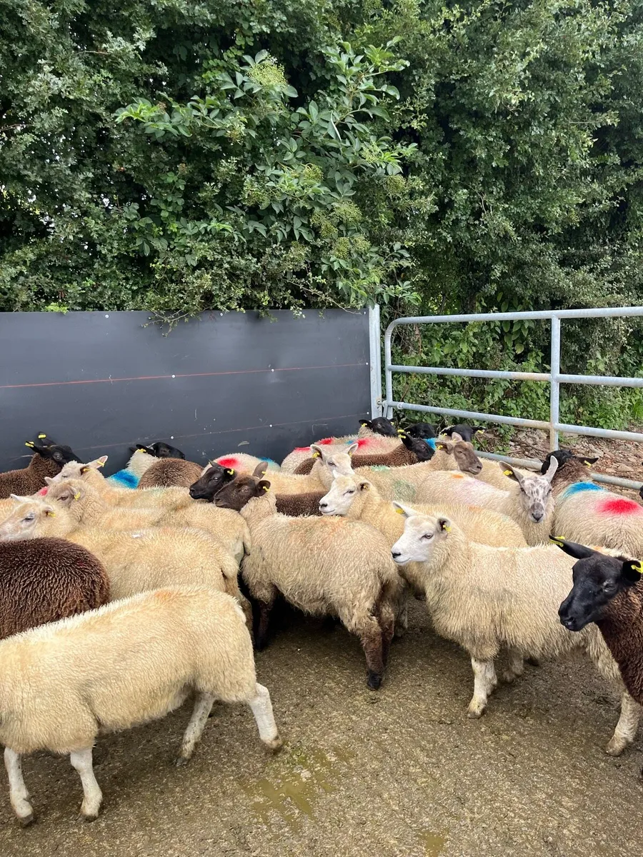 40 super ewe lambs - Image 4