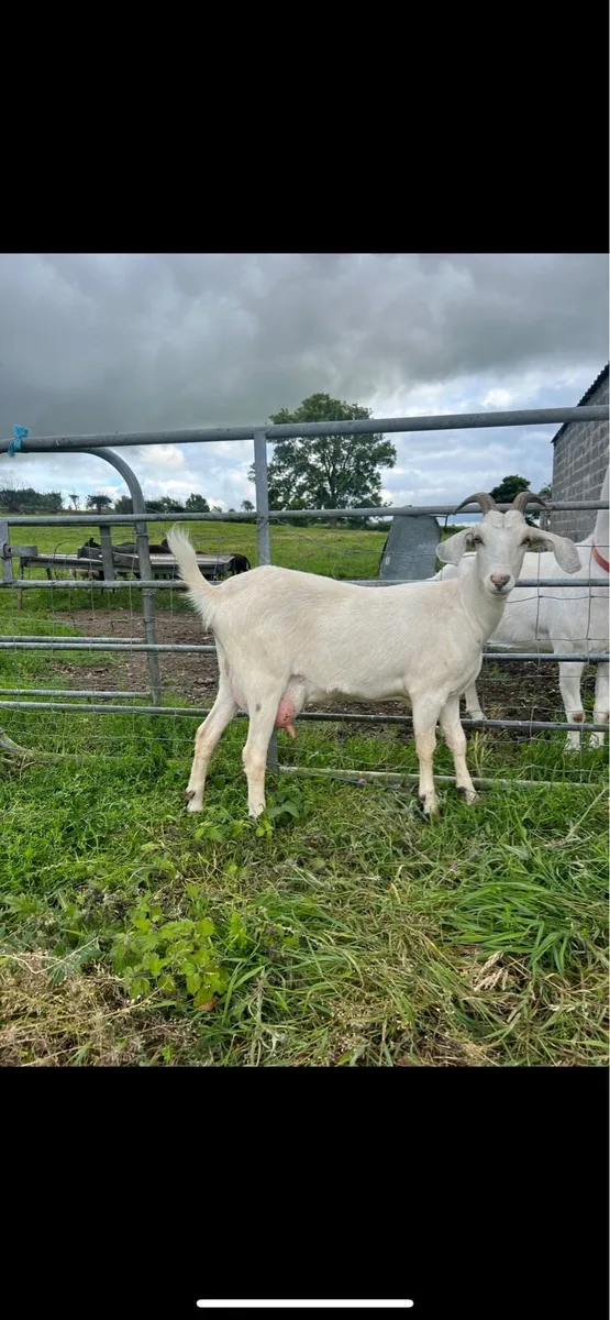 Milking Goat with Milk - Image 1