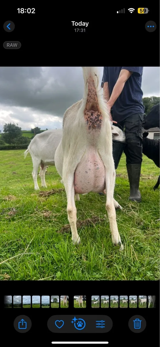 Milking Goat with Milk - Image 2