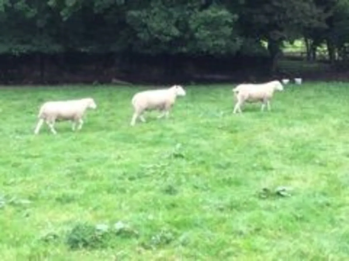 Purebred Lleyn hogget rams for sale. - Image 3