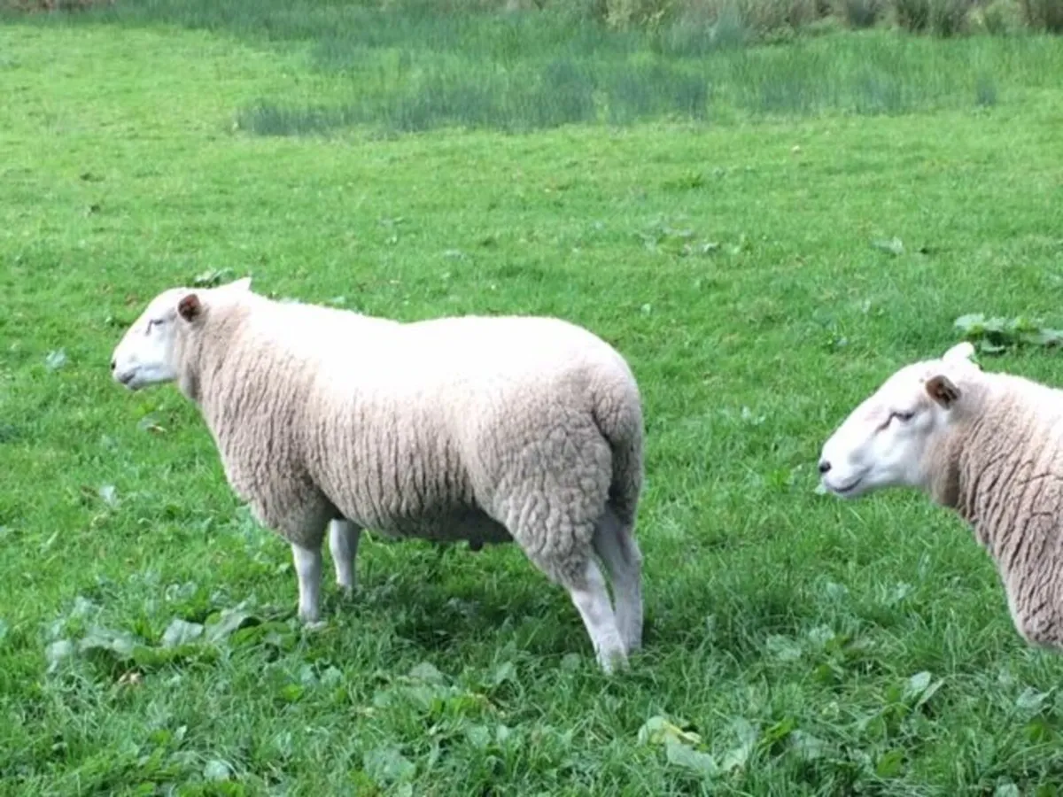 Purebred Lleyn hogget rams for sale. - Image 4