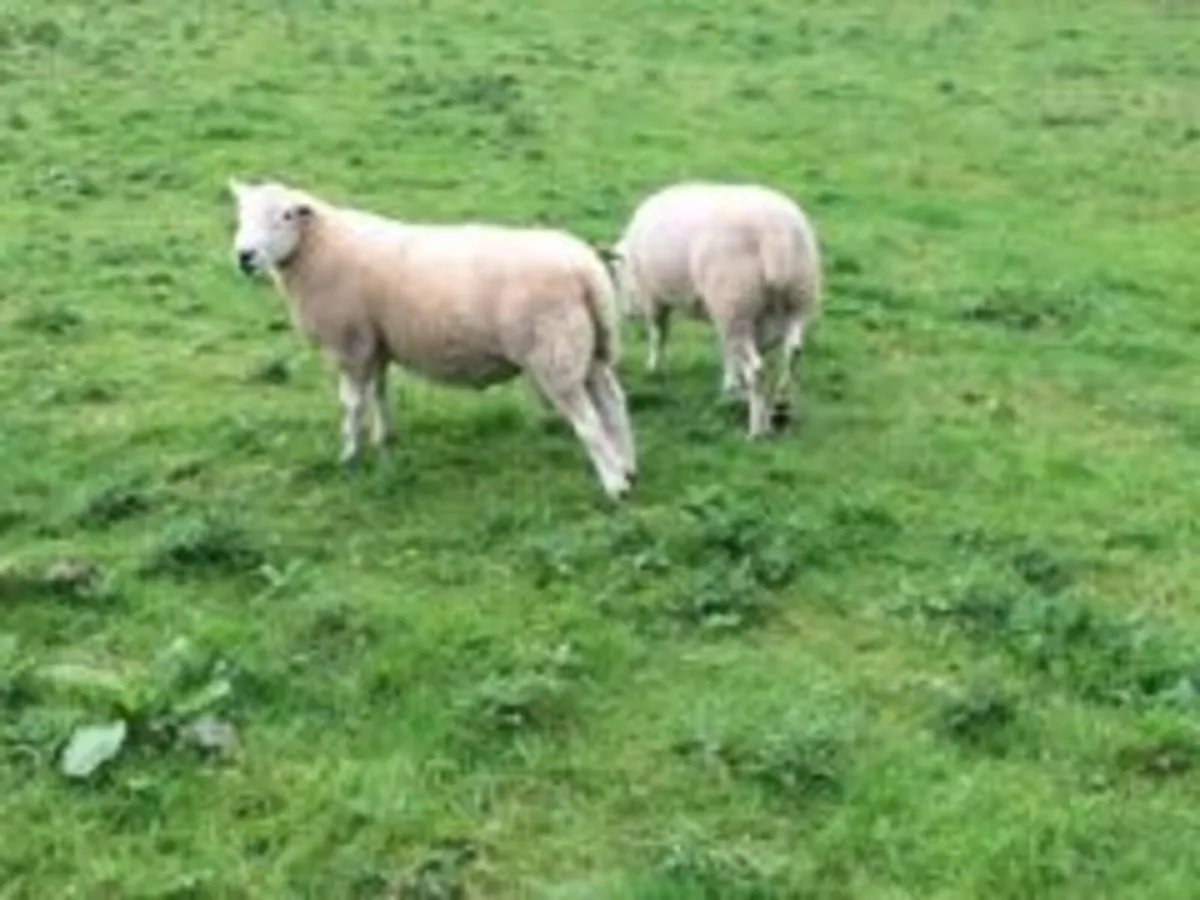 Purebred Lleyn hogget rams for sale. - Image 2