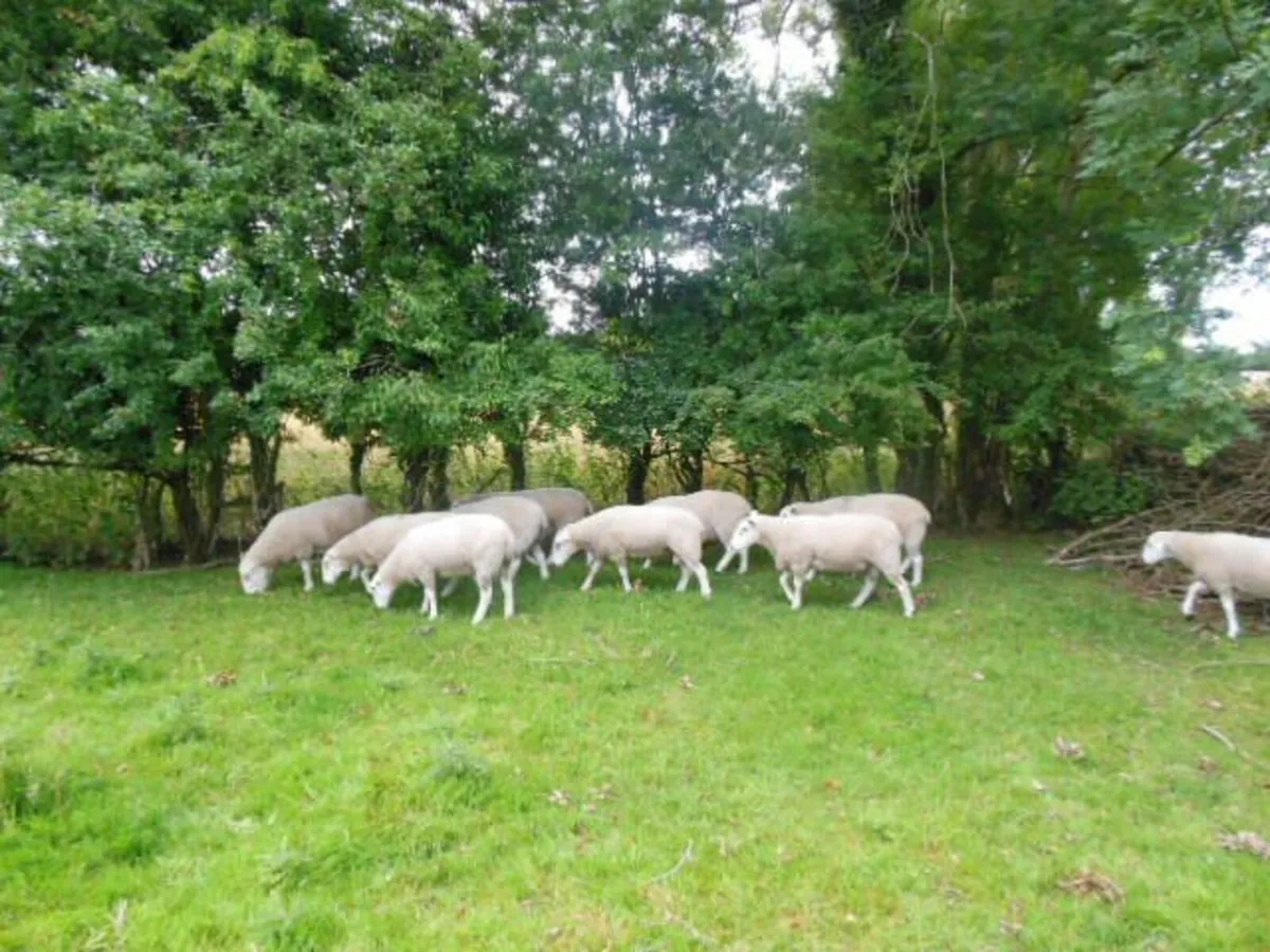Purebred Lleyn hogget rams for sale. - Image 1