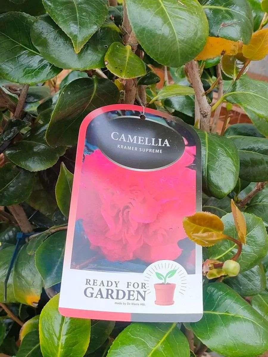 Camellia large in pot - Image 1