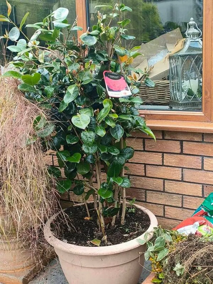 Camellia large in pot - Image 2