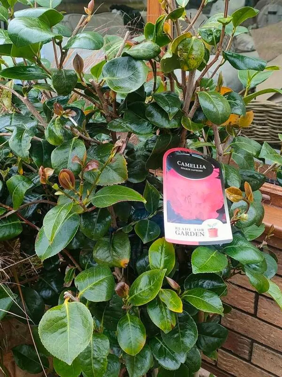 Camellia large in pot - Image 3