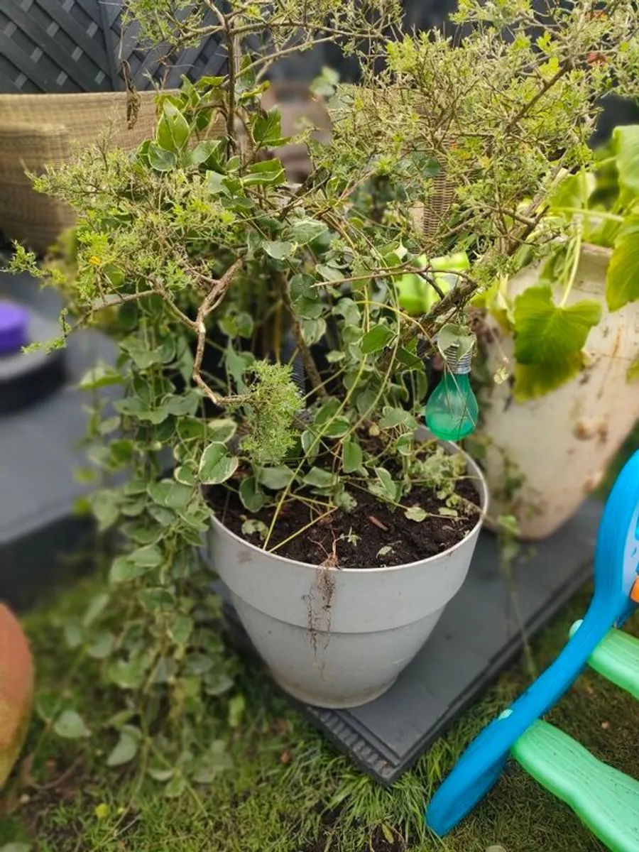 Large Broom Cystus in pot - Image 1