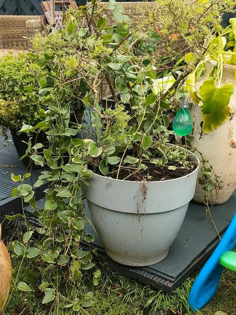 Large Broom Cystus in pot - Image 2