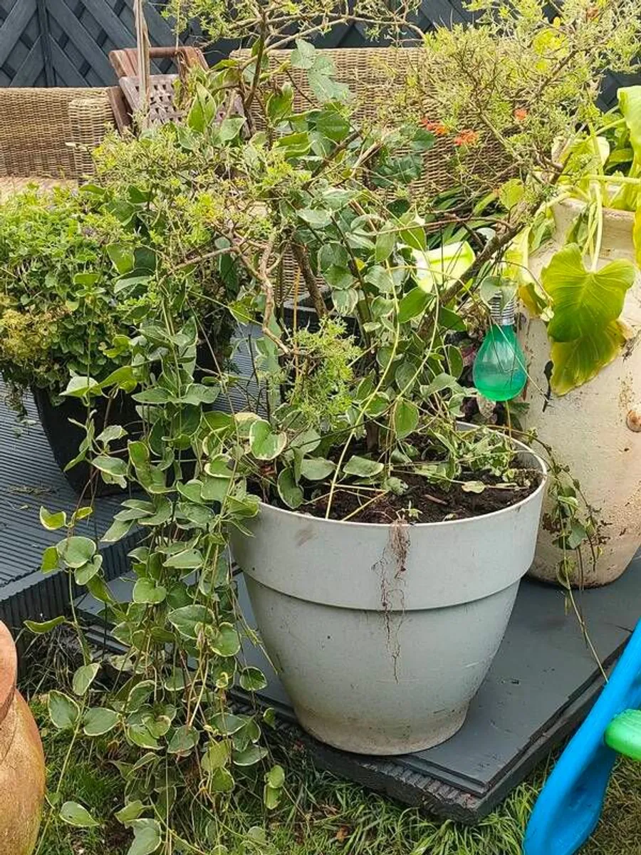 Large Broom Cystus in pot - Image 3